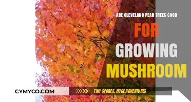 Cultivating Mushrooms on Cleveland Pear Trees: A Fruiting Success?