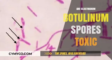 Unveiling the Truth: Clostridium Botulinum Spores and Their Toxicity
