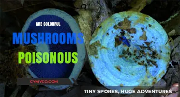 Vibrant Varieties: Unveiling the Toxic Truth About Colorful Mushrooms