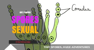 Exploring the Reproductive Nature of Conidia Spores: A Deep Dive
