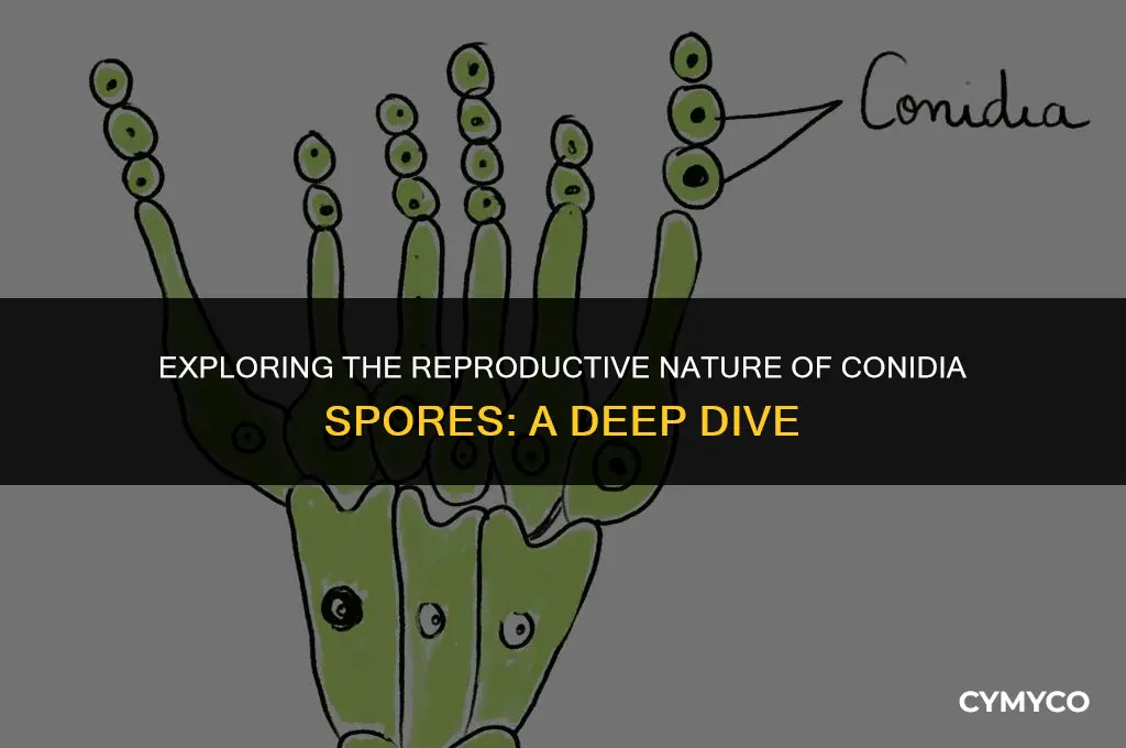 are conidia spores sexual