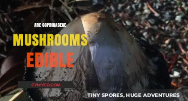 Exploring the Edibility of Coprinaceae Mushrooms: A Comprehensive Guide