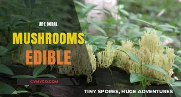 Are Coral Mushrooms Edible? A Guide to Safe Foraging and Identification
