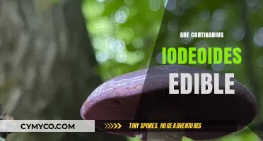 Are Cortinarius Iodeoides Edible? A Guide to Identifying and Safety