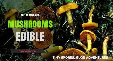 Are Cortinarius Mushrooms Edible? A Guide to Safety and Identification