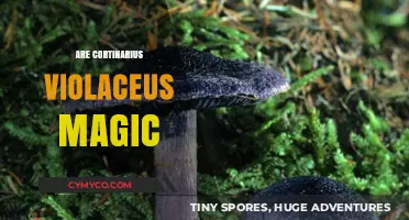 Exploring the Mystique: Are Cortinarius Violaceus Truly Magical Mushrooms?