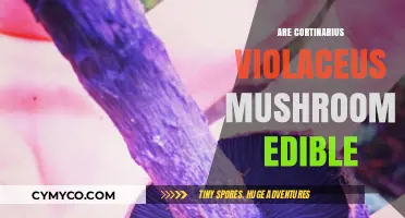 Exploring the Edibility of Cortinarius Violaceus Mushrooms