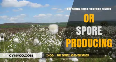 Exploring Cotton Grass: Flowering Conifer or Spore Producer?