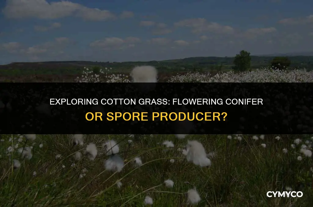 are cotton grass flowering conifer or spore producing