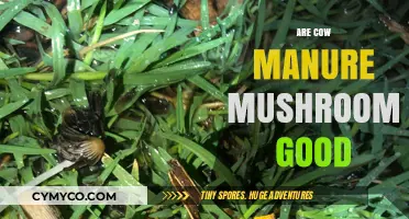 Exploring the Edibility and Benefits of Cow Manure Mushrooms