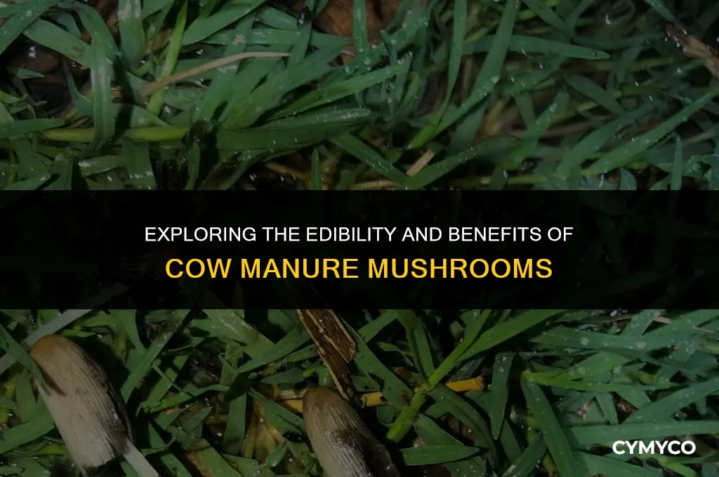 are cow manure mushrooms good