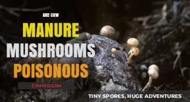 The Truth About Cow Manure Mushrooms: Are They Poisonous?
