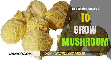 Exploring the Safety of Cracked Kernels for Mushroom Cultivation