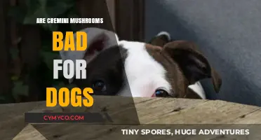 Can Dogs Eat Cremini Mushrooms? A Comprehensive Guide for Pet Owners
