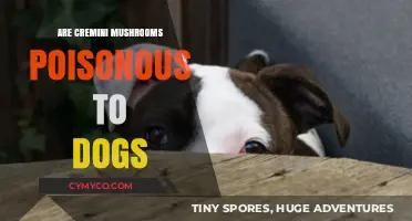 Toxic or Treat? Cremini Mushrooms and Canine Safety