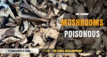 Exploring the Edibility and Safety of Crimini Mushrooms