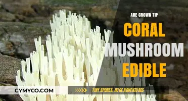 Exploring Edibility: Crown Tip Coral Mushrooms - A Culinary Adventure