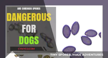 Exploring the Risks: Are Cubensis Spores Dangerous for Dogs?