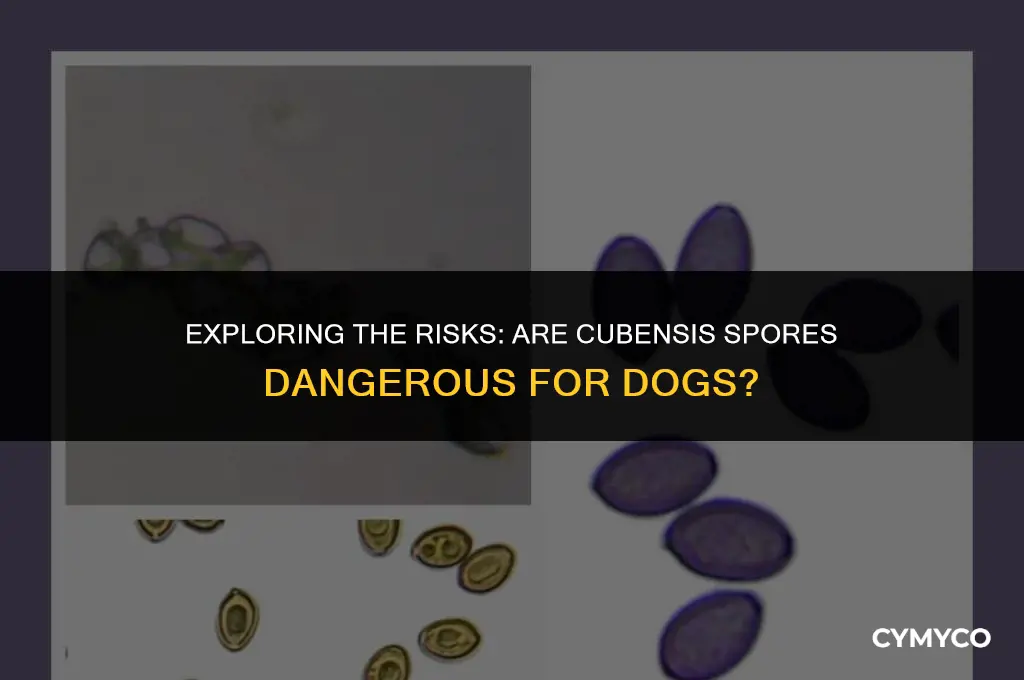 are cubensis spores dangerous for dogs