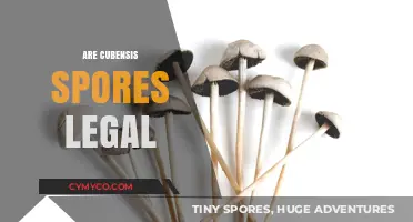 Exploring the Legal Landscape of Cubensis Spores: A Comprehensive Guide