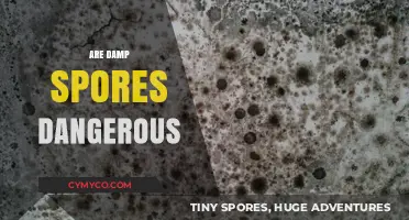 Unveiling the Truth: Are Damp Spores a Health Hazard?