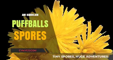 Unveiling the Secrets of Dandelion Puffballs: Spores or Seeds?