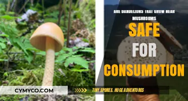 Exploring Edibility: Dandelions and Mushrooms - A Safe Pairing?