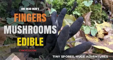 Are Dead Man's Fingers Mushrooms Edible? A Fungal Food Guide