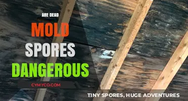 Unveiling the Truth: Are Dead Mold Spores Dangerous?