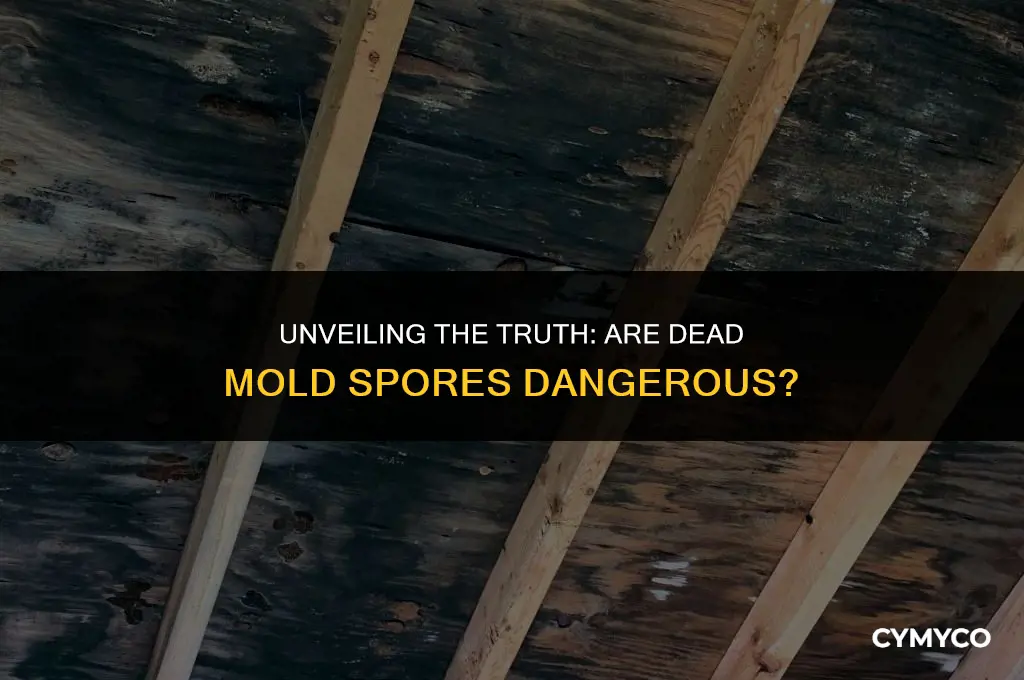 are dead mold spores dangerous