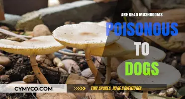 Toxicity Alert: Are Dead Mushrooms Dangerous for Your Dog?