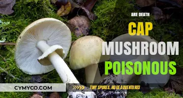 The Deadly Truth: Are Death Cap Mushrooms Really Poisonous?