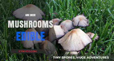 Are Deer Mushrooms Edible? A Guide to Safety and Identification