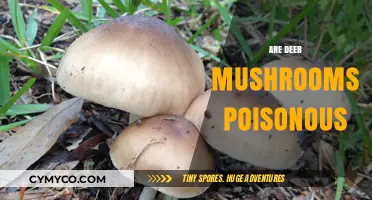 Exploring the Edibility of Deer Mushrooms: A Comprehensive Guide