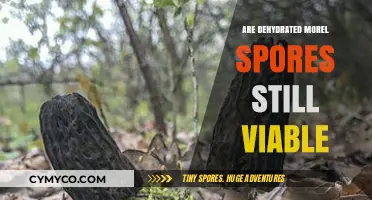 Reviving Dormant Delights: The Viability of Dehydrated Morel Spores