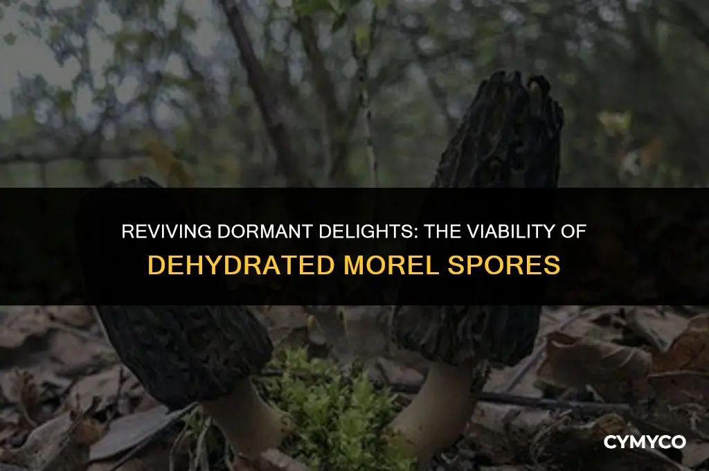 are dehydrated morel spores still viable