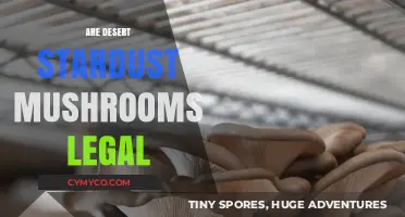 Exploring the Legality of Desert Stardust Mushrooms: A Comprehensive Guide