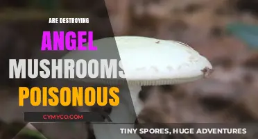 The Deadly Truth About Destroying Angel Mushrooms: A Toxic Tale