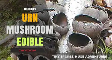 Exploring the Edibility of Devil's Urn Mushrooms: A Comprehensive Guide