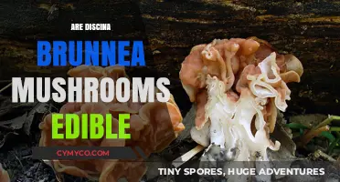 Exploring the Edibility of Discina Brunnea Mushrooms: A Comprehensive Guide