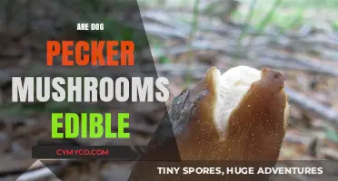 Exploring Edibility: Are Dog Pecker Mushrooms Safe to Eat?