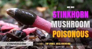 Are Dog Stinkhorn Mushrooms Poisonous: A Comprehensive Guide