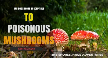 Canine Caution: The Hidden Dangers of Poisonous Mushrooms for Dogs