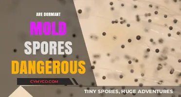 Unveiling the Truth: Are Dormant Mold Spores Dangerous?