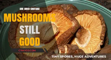 Exploring the Shelf Life: Are Dried Shiitake Mushrooms Still Edible?