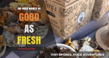 Savoring Umami: The Timeless Debate on Dried vs. Fresh Morels