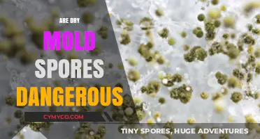 Unveiling the Truth: Are Dry Mold Spores Really Dangerous?