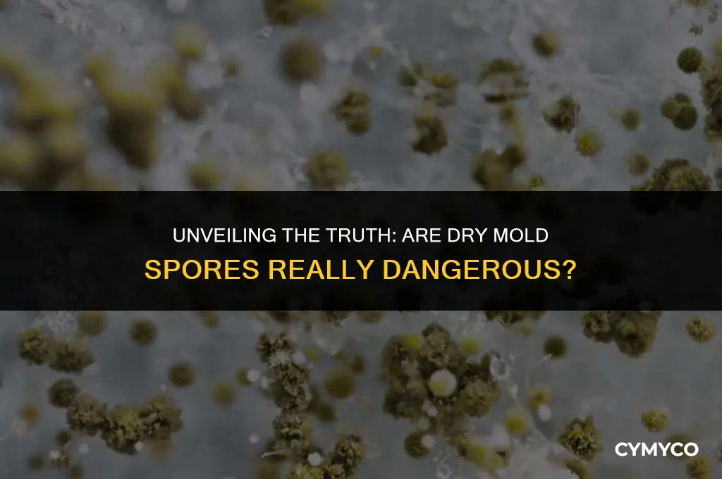 are dry mold spores dangerous