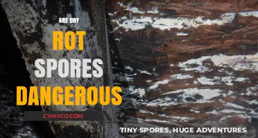 Unveiling the Truth: Are Dry Rot Spores a Health Hazard?