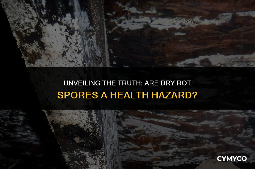 are dry rot spores dangerous